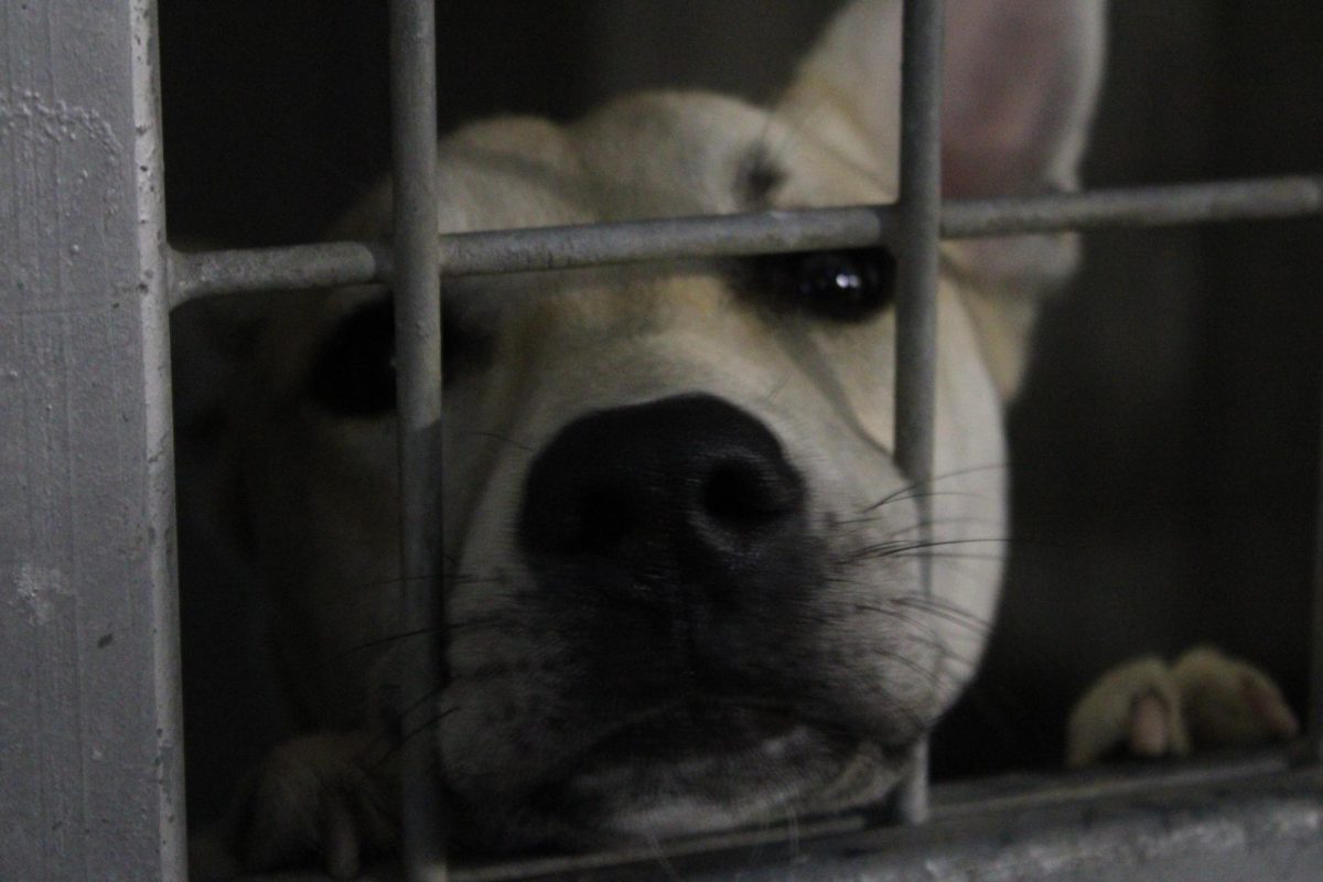 A puppy who wanted to be adopted